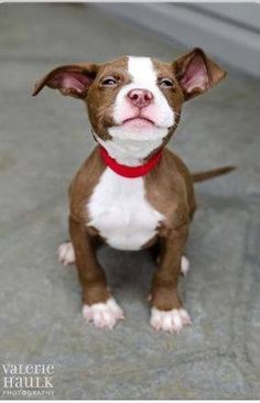 a small brown and white dog with a red collar