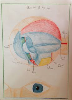 a drawing of an eye and its parts