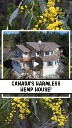 a house surrounded by yellow flowers with the words canada's harriless hemp house