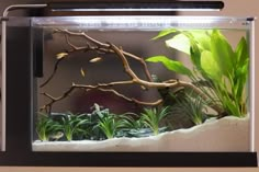 an aquarium filled with plants and water