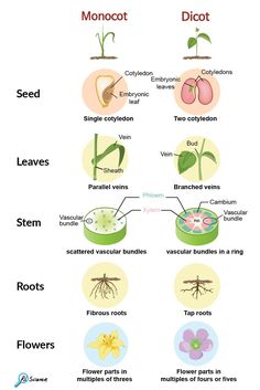 the different parts of plants and their roots are labeled in this diagram, which shows how they