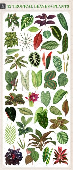 an illustration of tropical leaves and plants on a white background with the title, 42 tropical leaves and plants