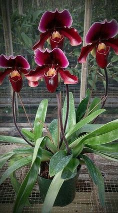 three red orchids in a pot with green leaves