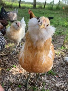 several chickens are standing in the grass near one another and looking up at the camera