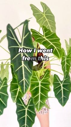 a plant with the words how i went from this