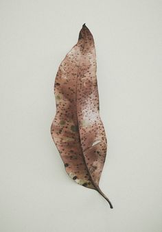 a single brown leaf with spots on it against a white background that looks like something out of space