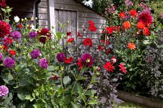 many different colored flowers in a garden next to a shed