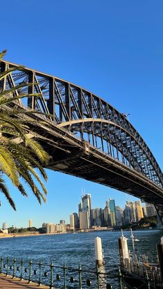 a palm tree is in front of the sydney harbour bridge