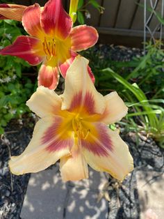 two red and yellow flowers in a garden