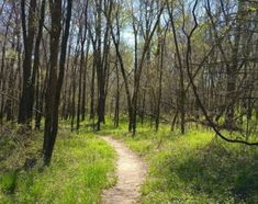 a dirt path in the middle of a forest