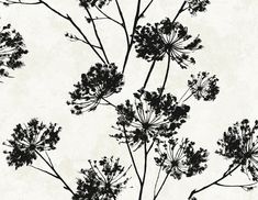 Sample Dandelion Floral Peel & Stick Wallpaper in Ebony Wallpaper Accent Walls Bathroom, Plaster Backdrop, Accent Walls Bathroom, Floral Peel And Stick Wallpaper, Drops Patterns, Wallpaper Pattern, Black And White Wallpaper, Peel Stick Wallpaper, Bathroom Wallpaper