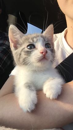 a person holding a small kitten in their arms and looking at the camera with an intense look on their face