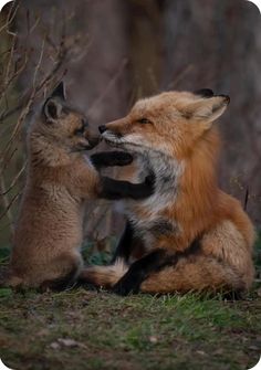 two foxes playing with each other in the grass