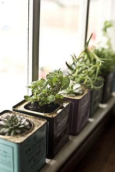 some plants are sitting in small pots on a window sill