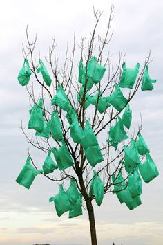 a tree with green bags stuck to it