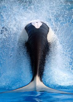 an orca jumping out of the water with it's back end in the air