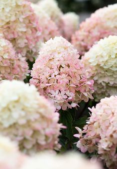 many pink and white flowers are blooming together