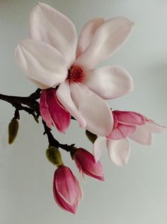 pink and white flowers on a branch against a gray background with room for text or image