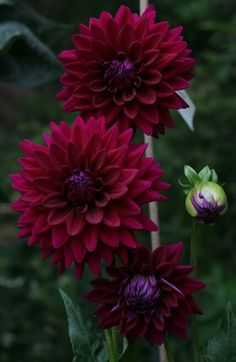 two large red flowers with green leaves in the background