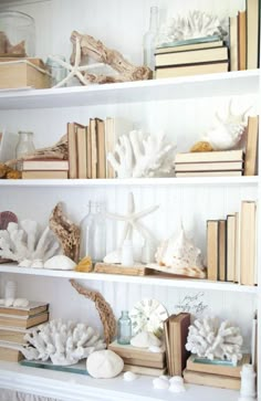 books and seashells are arranged on the shelves