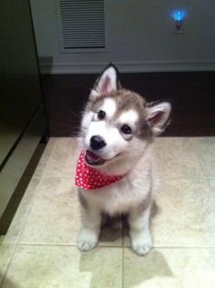 a small dog wearing a red and white polka dot bandana sitting on the floor