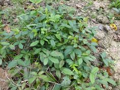 small green plants growing out of the ground near some dirt and grass on the ground