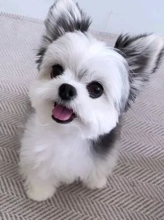 a small white dog sitting on top of a carpet