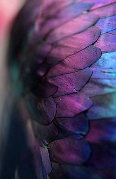 the wing of a large bird with purple feathers