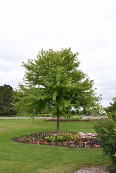 a tree in the middle of a flower garden