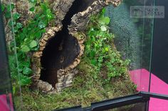 an image of a tree stump with moss growing on it's sides in the window sill