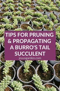 many potted plants with the words tips for pruning and propagating a burro's tail succulent