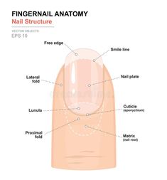 Anatomy Structure, Nail Structure, Nail Disorders, Natural Nail Shapes, Medical Vector, Nail Shapes Squoval, Nail Tech School, Anatomy Images, Manicure Tutorials