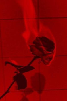 a single red rose sitting on top of a table next to a wall with tiles