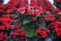 a potted plant with red flowers and green leaves in front of rows of red poinsettias