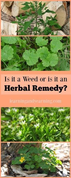 Medicinal Weeds, Wild Food Foraging, Edible Wild Plants, Healing Plants, Herbal Healing, Herbs For Health, Wild Edibles, Wild Plants, Edible Plants