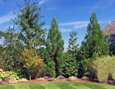 a green lawn surrounded by trees and shrubs with blue sky in the backround