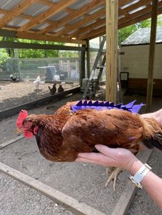 a person holding a chicken in their hand