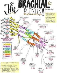 the brachiaal plexus diagram with all its major parts labeled on it