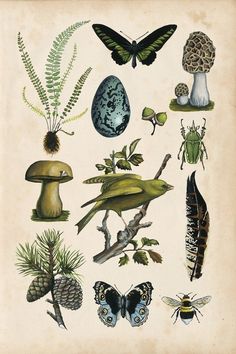 an old book with different types of plants and insects