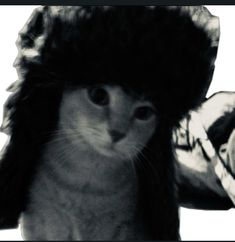 a black and white photo of a cat with a hat on it's head