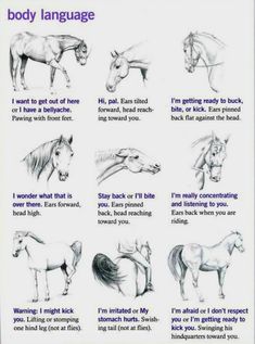 a poster with horses and their names on it's back side, including the words body language