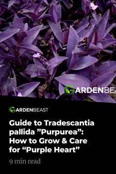 purple plants with the title guide to tradeantia pallida'purpera how to grow & care for purple heart