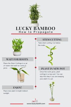 an info sheet describing how to care for lucky bamboo plants