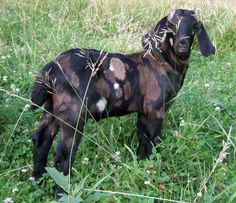 a black and brown goat standing on top of a lush green field next to tall grass