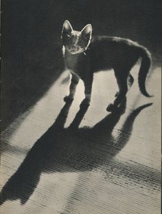 a small cat standing on top of a wooden floor next to a shadow from the sun