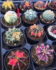 there are many different kinds of cactus in the tray