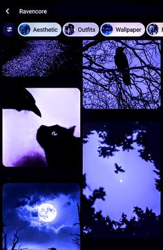 several pictures of cats and birds in the night sky, with one cat looking up at the moon