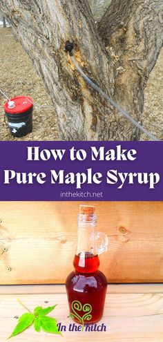 Maple tree with tap and hose and maple syrup bottle. Maple Fudge, Maple Water, Meals Of The Day, Canadian Prairies, Best Popcorn, Food Substitutions