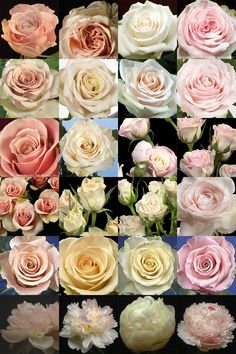 many different types of roses are shown in this collage, including pink and white