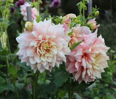 pink flowers are blooming in the garden